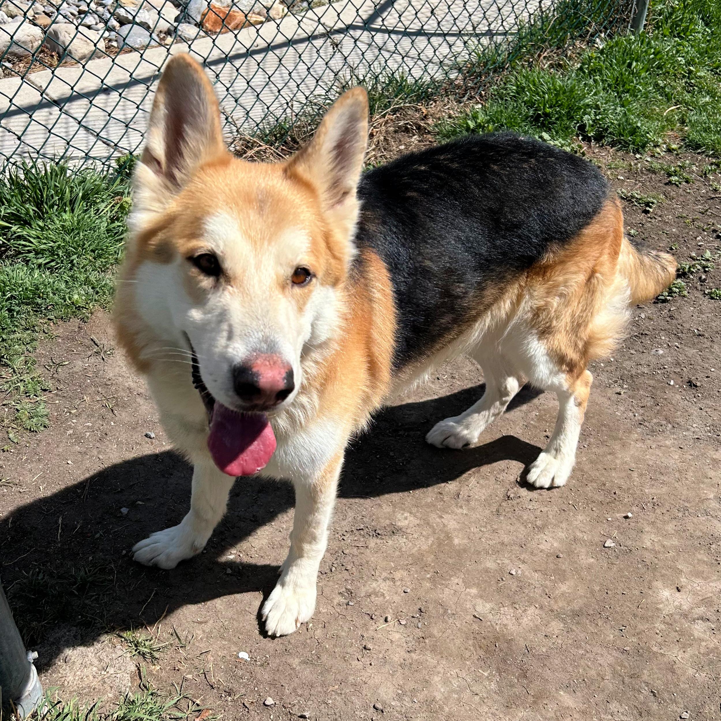 Enlarge Duke, a ADOPTABLE mixed breed in Lindon, UT image 4/5