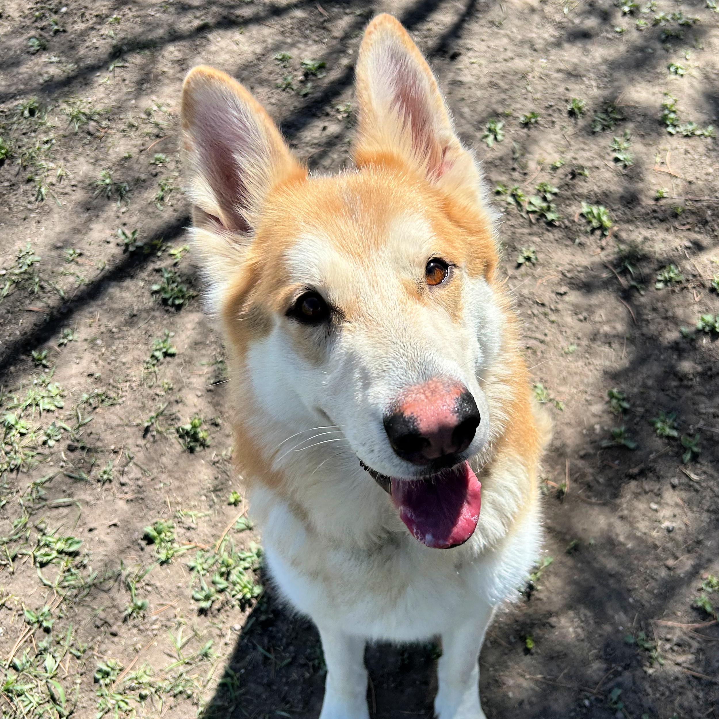 Enlarge Duke, a ADOPTABLE mixed breed in Lindon, UT image 2/5