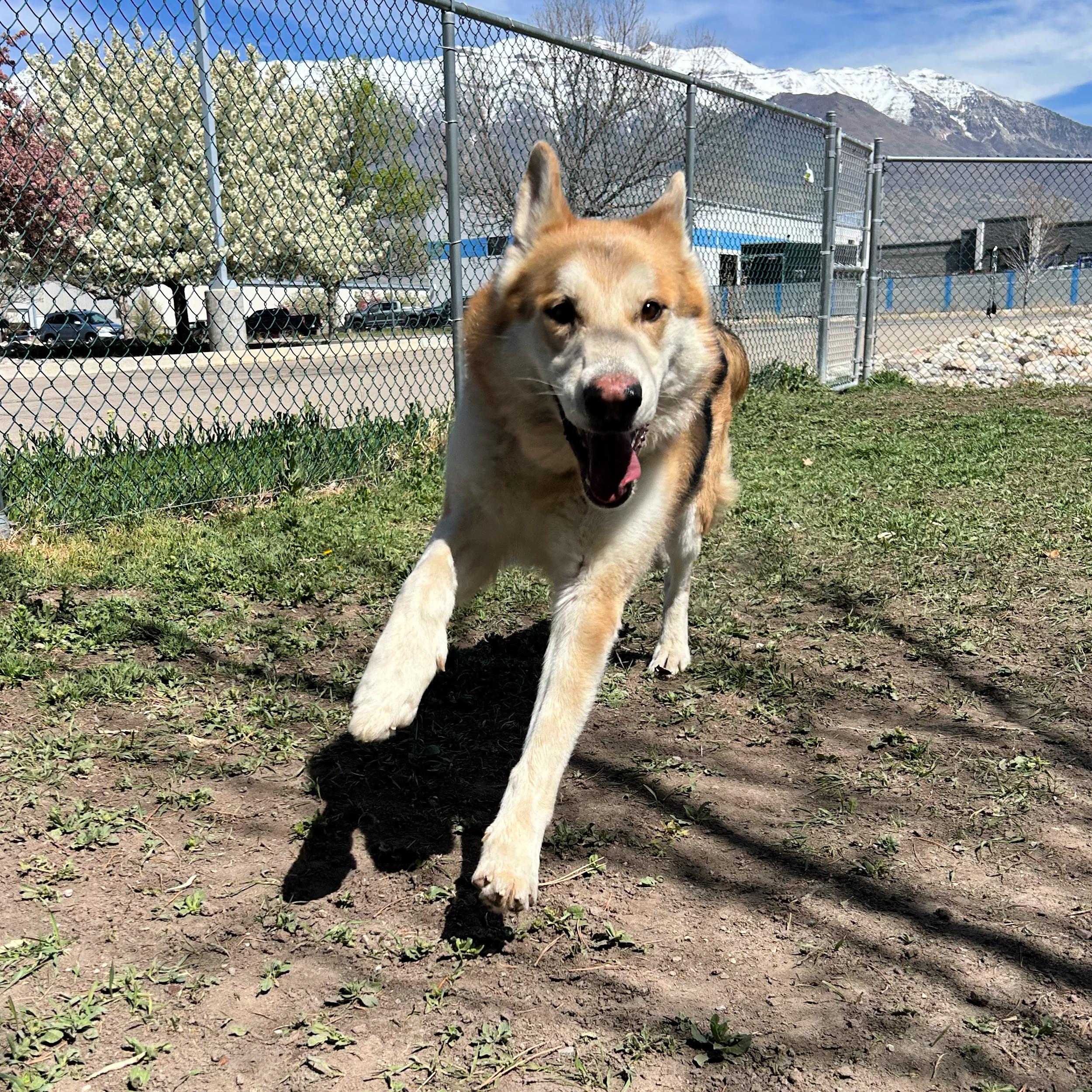 Enlarge Duke, a ADOPTABLE mixed breed in Lindon, UT image 5/5
