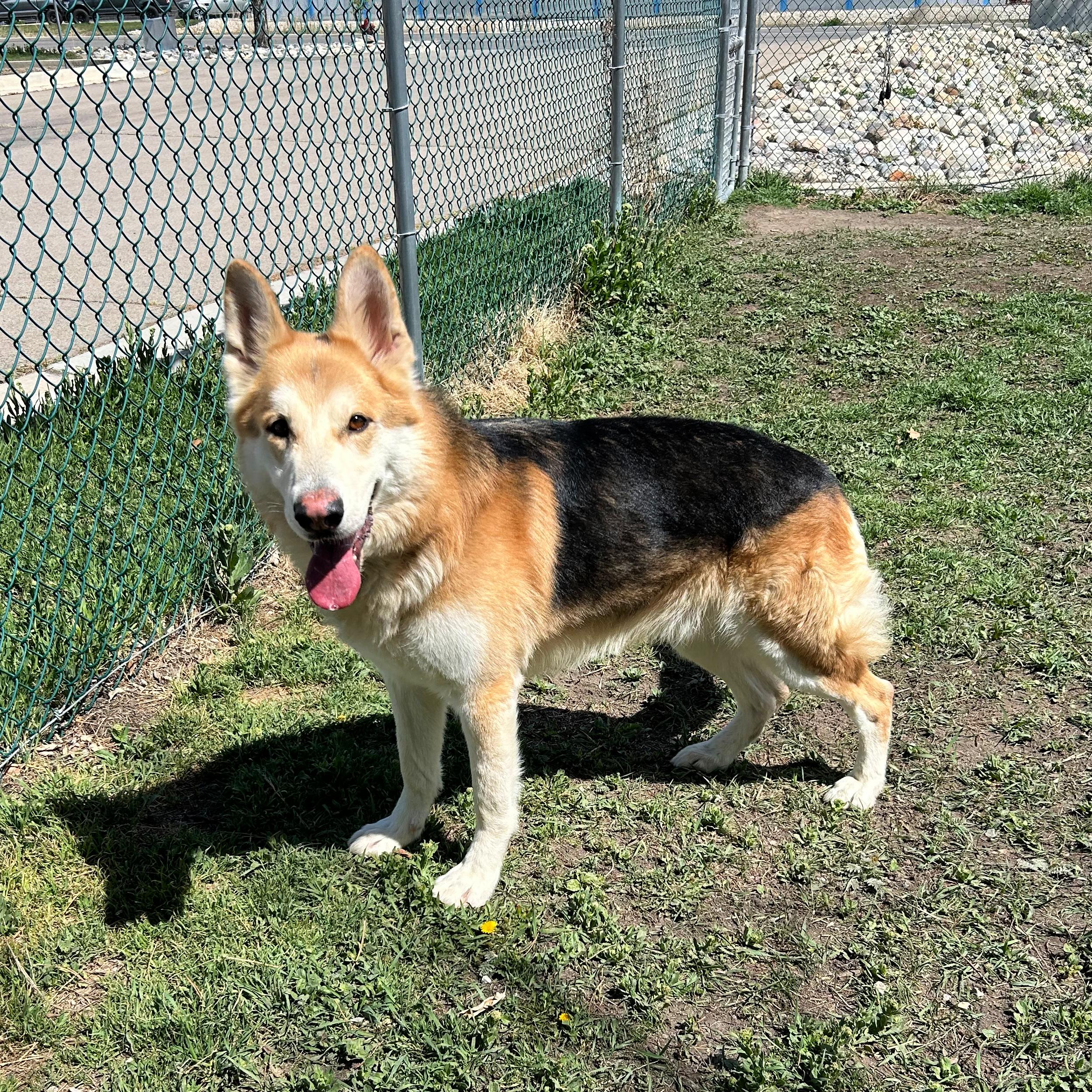 Enlarge Duke, a ADOPTABLE mixed breed in Lindon, UT image 1/5