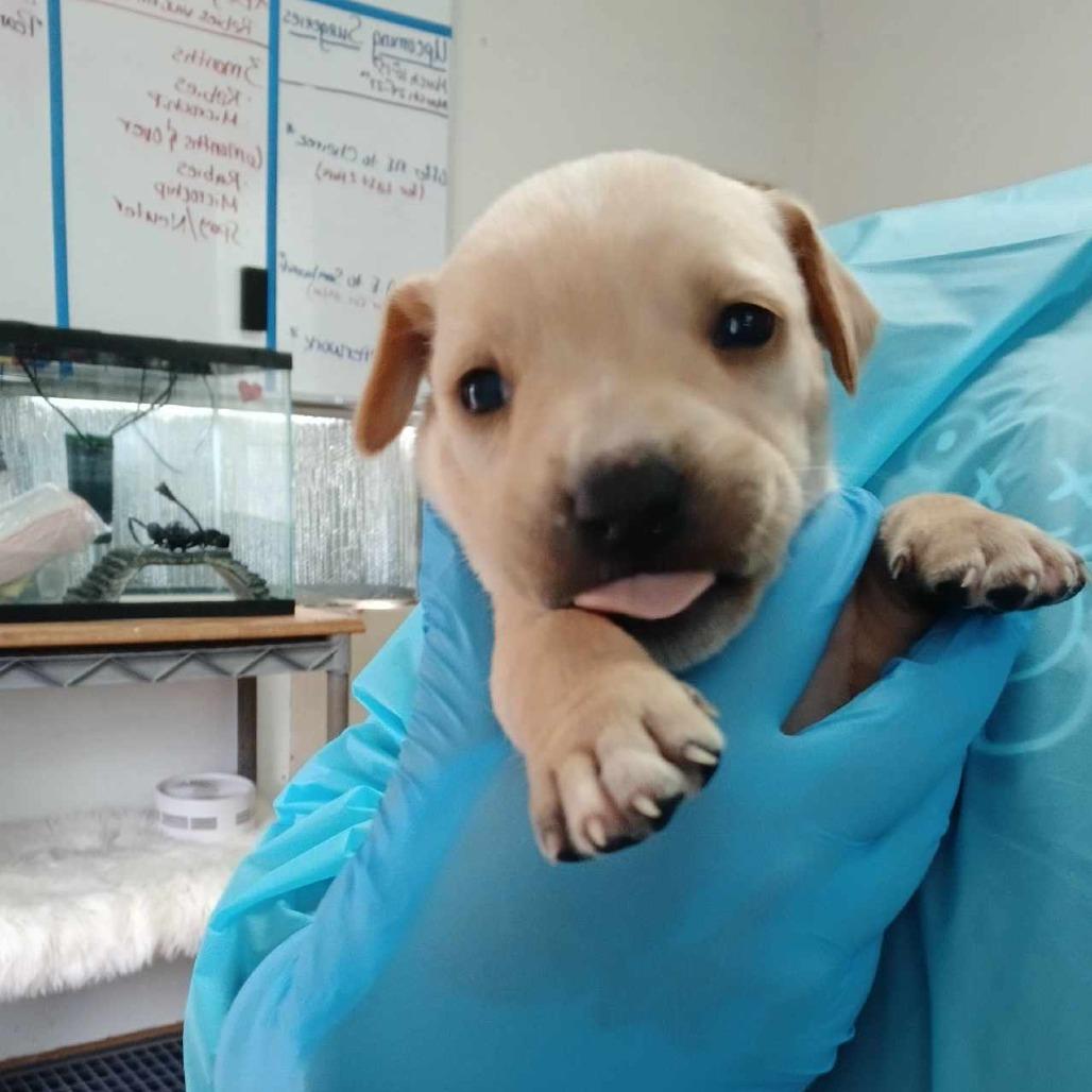 Reina, Adoptable, Young Female Pit Bull Terrier.