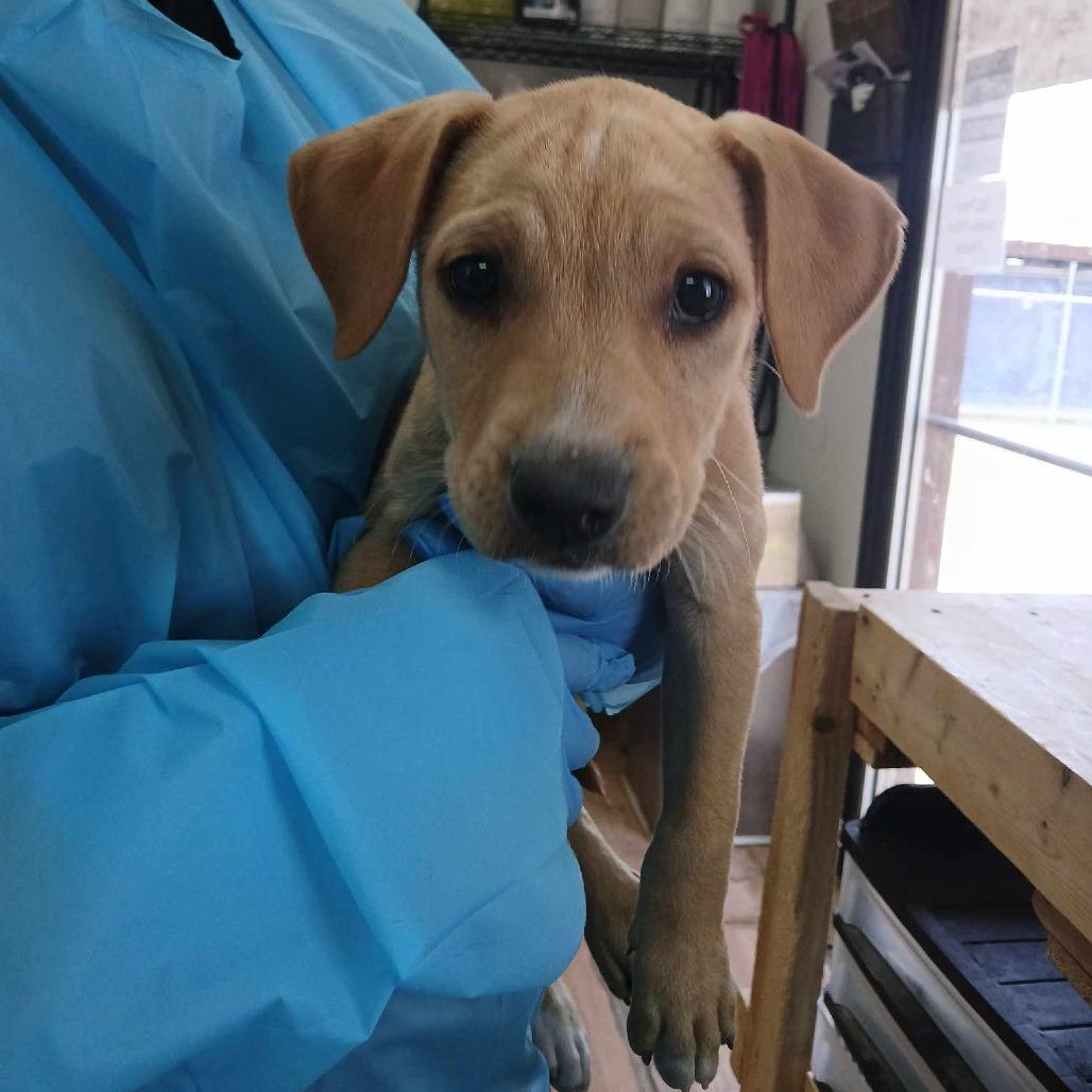 Enlarge Reina, a Adoptable Pit Bull Terrier in Edinburg, TX image 2/6