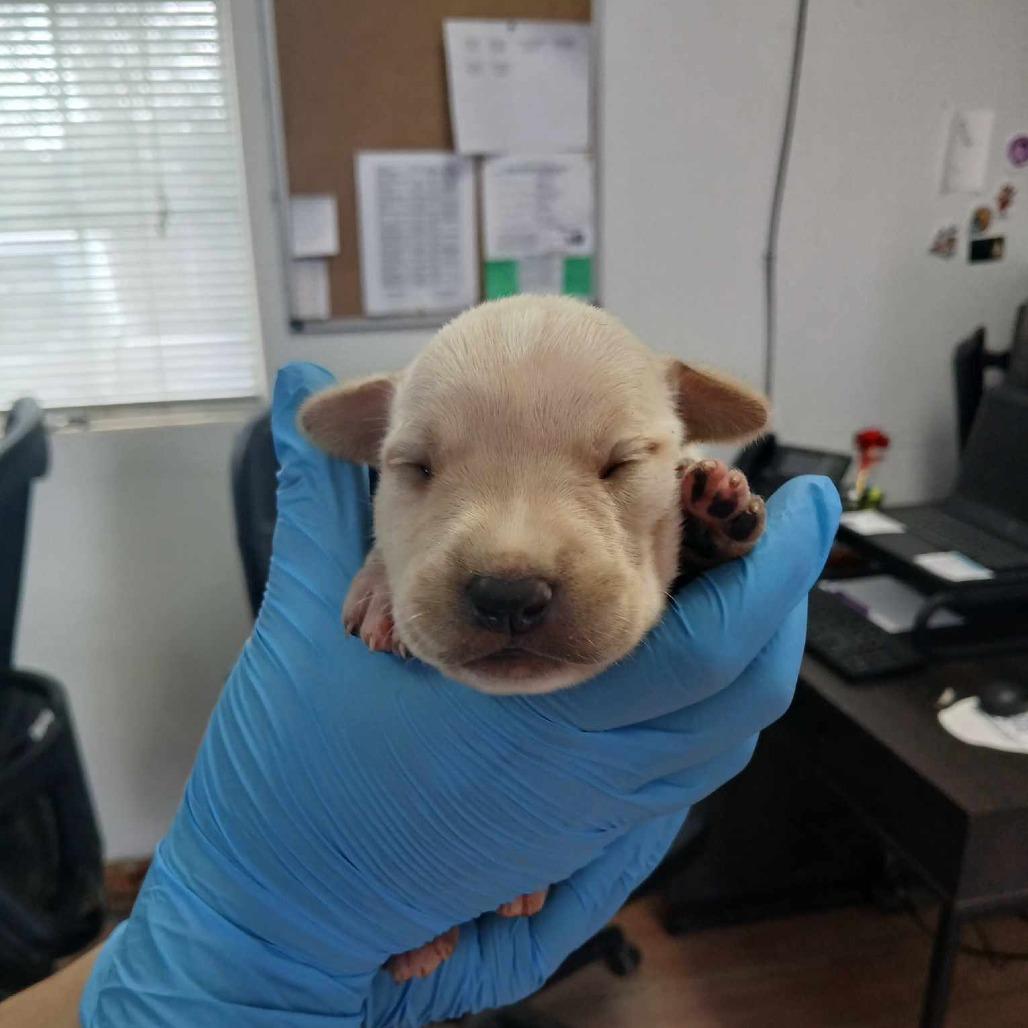 Enlarge Reina, a Adoptable Pit Bull Terrier in Edinburg, TX image 4/6