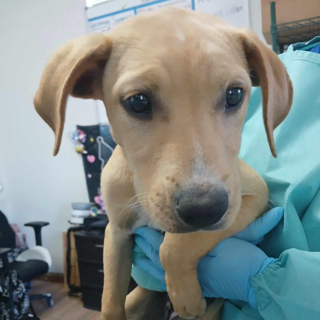 Enlarge Reina, a Adoptable Pit Bull Terrier in Edinburg, TX image 5/6