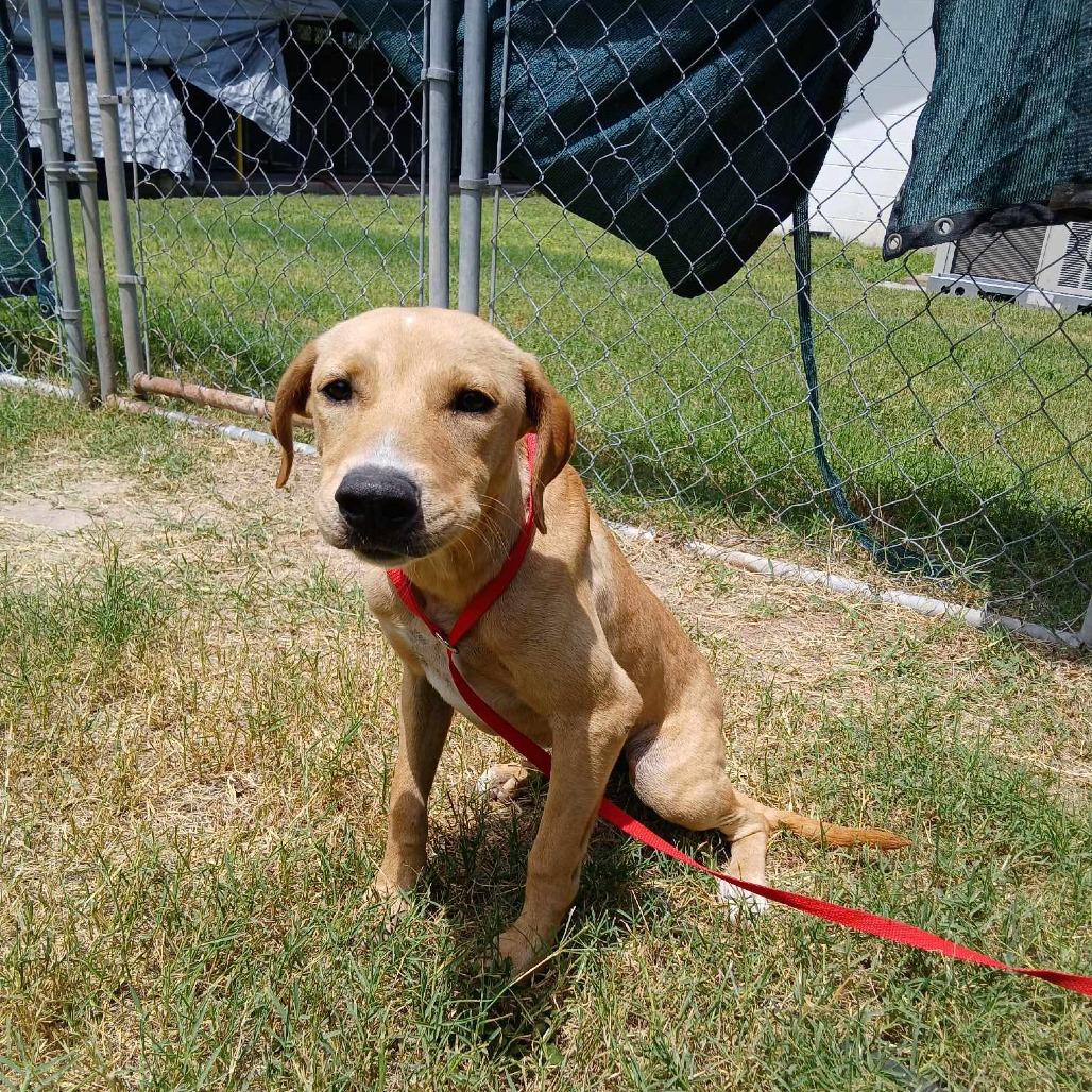 Enlarge Reina, a Adoptable Pit Bull Terrier in Edinburg, TX image 4/6