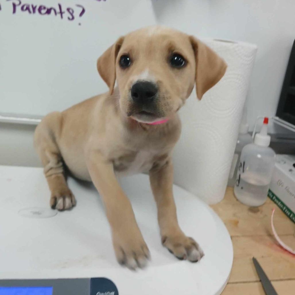 Enlarge Reina, a Adoptable Pit Bull Terrier in Edinburg, TX image 6/6