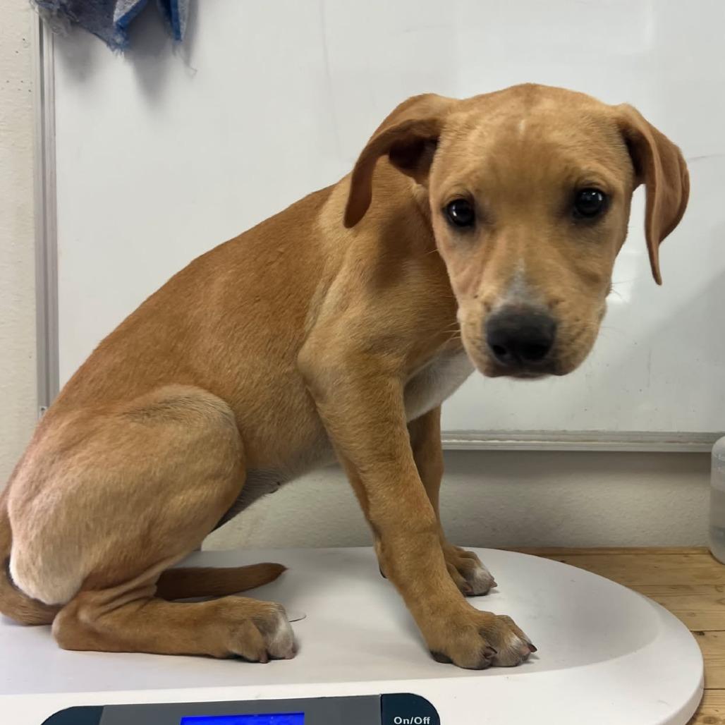 Enlarge Reina, a Adoptable Pit Bull Terrier in Edinburg, TX image 6/6