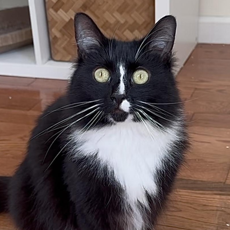 Enlarge Robin, a Adoptable Tuxedo in New York, NY image 1/6