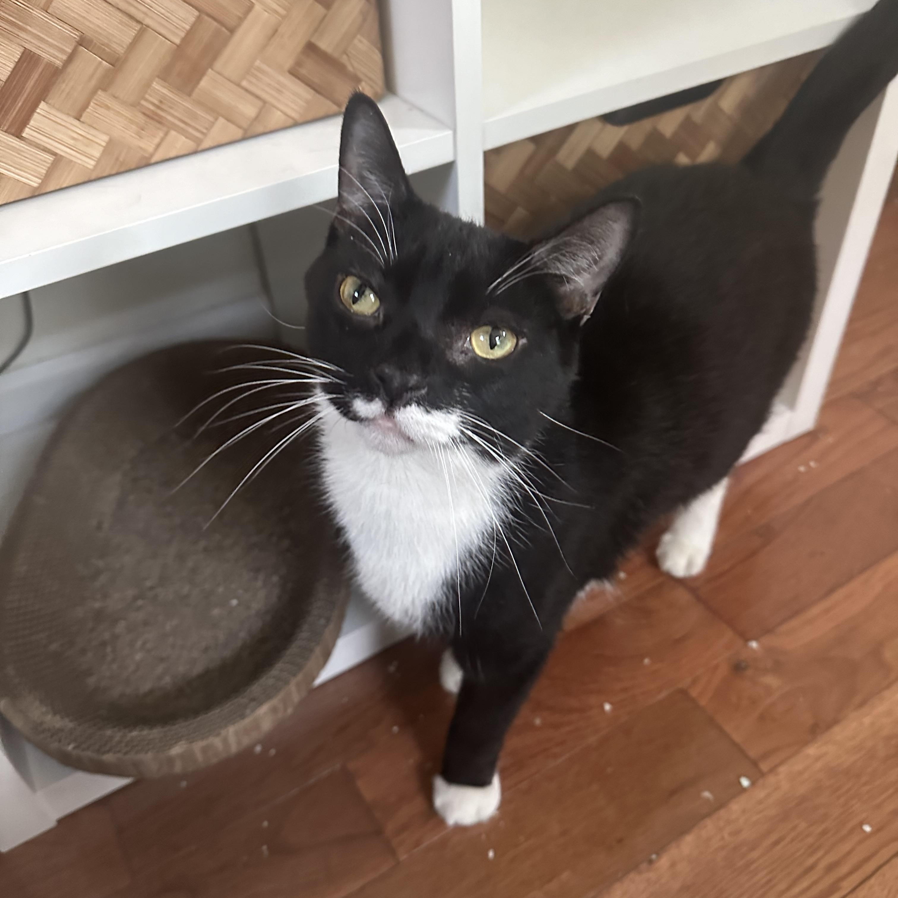 Enlarge Robin, a Adoptable Tuxedo in New York, NY image 6/6