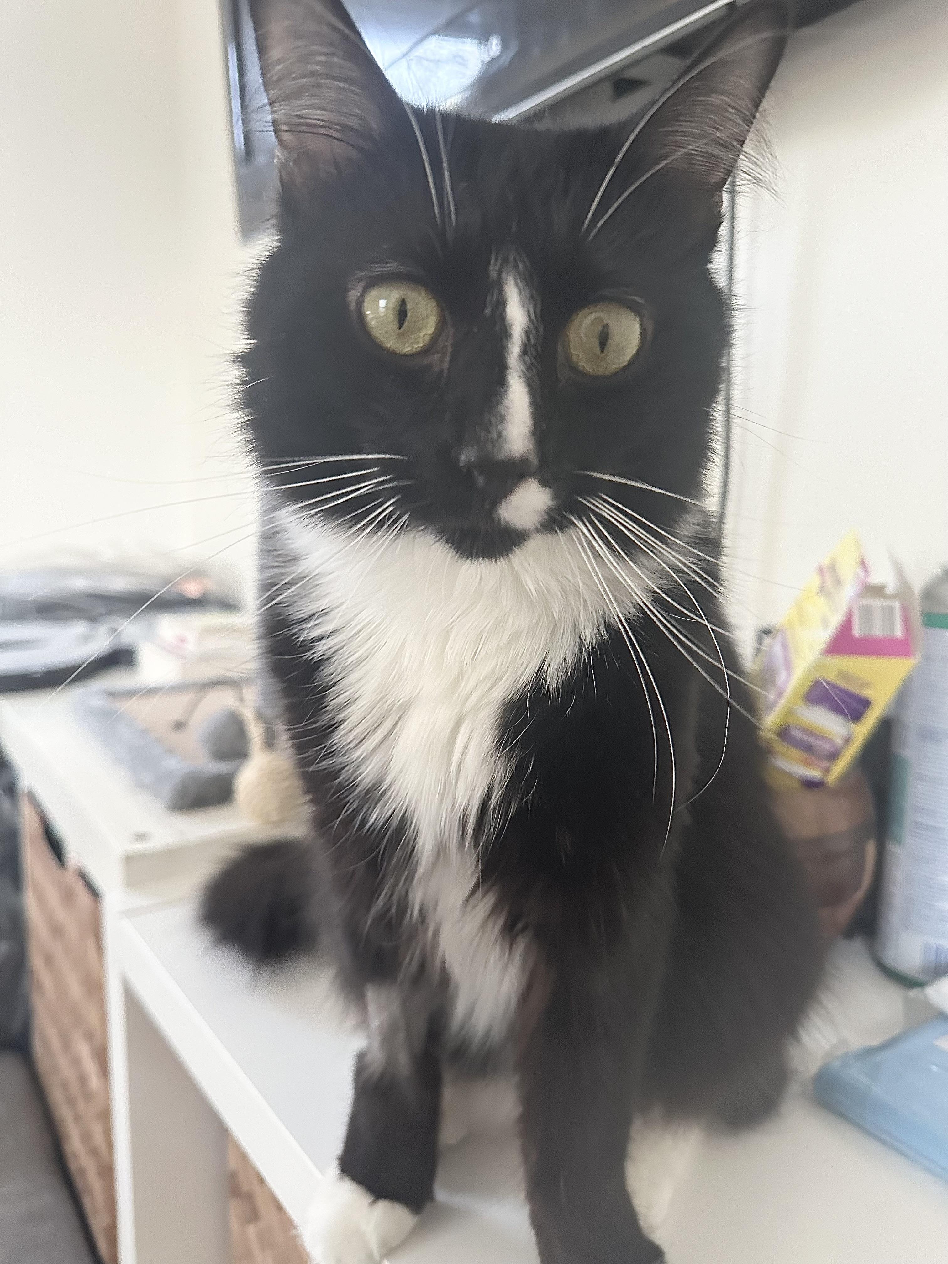 Enlarge Robin, a Adoptable Tuxedo in New York, NY image 3/6