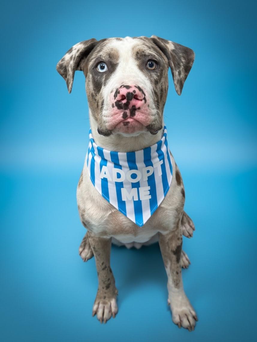 Zazu- ADOPT Me, ADOPTABLE, Young Male Great Dane & Pit Bull Terrier.
