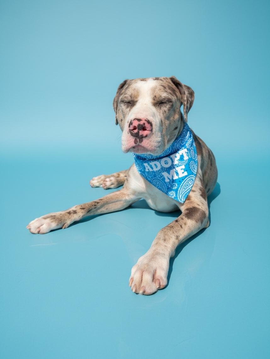 Zazu- ADOPT Me, a ADOPTABLE mixed breed in Redondo Beach, CA image 2/4