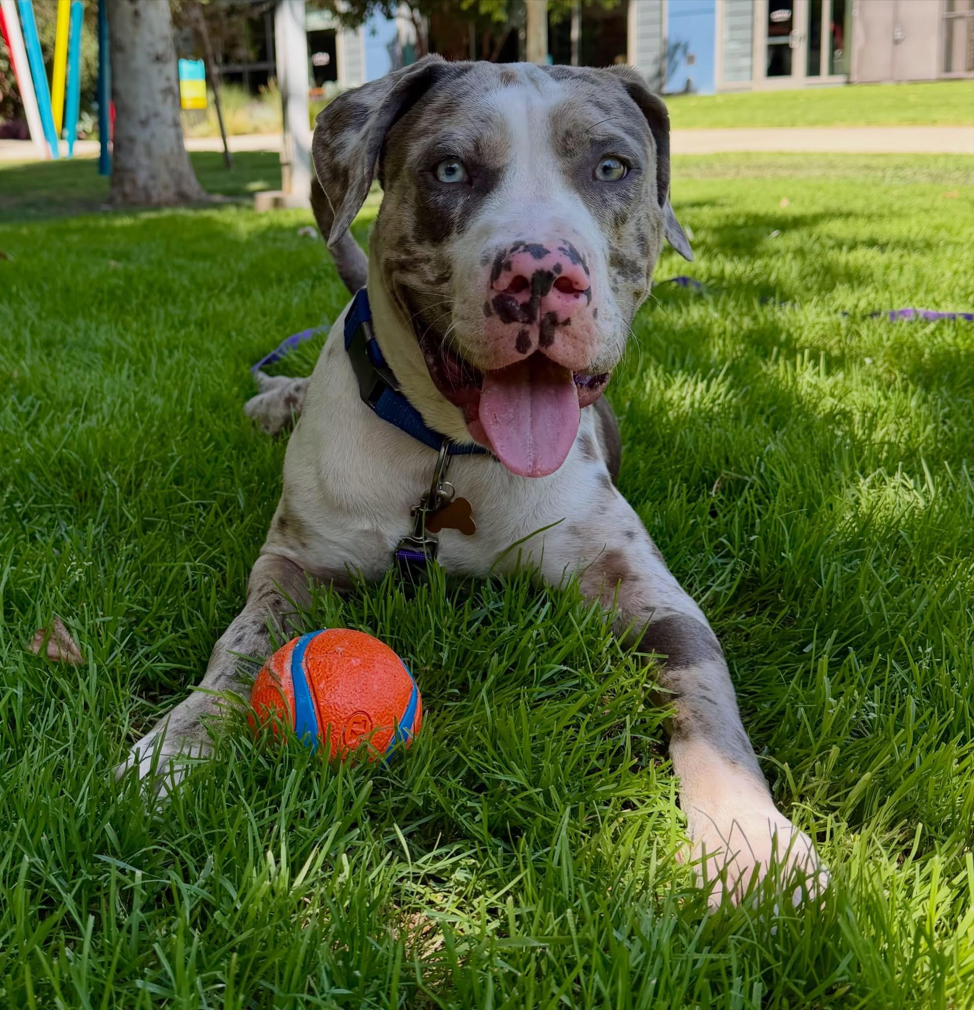 Zazu- ADOPT Me, a ADOPTABLE mixed breed in Redondo Beach, CA image 4/4