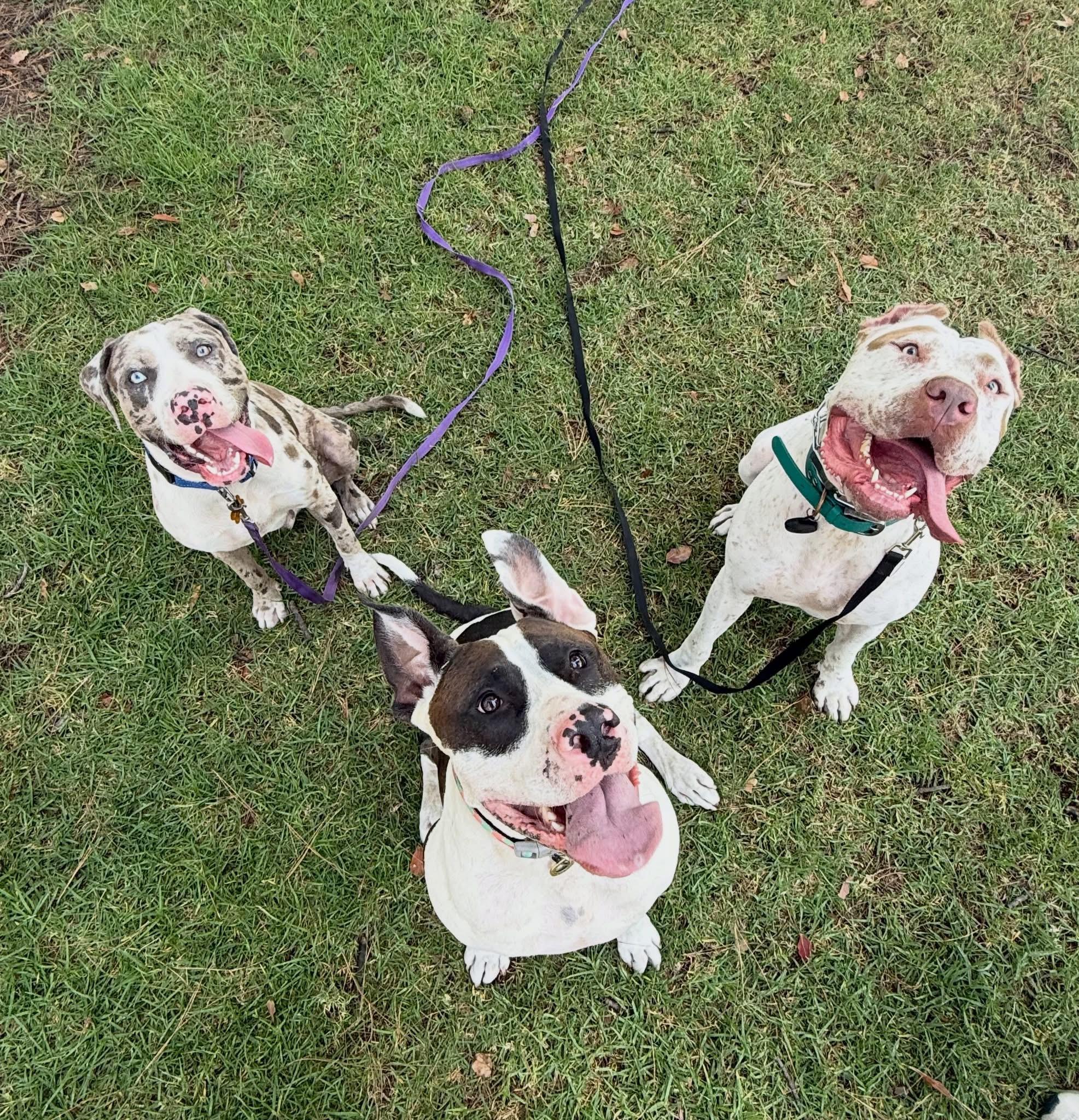 Zazu- ADOPT Me, a ADOPTABLE mixed breed in Redondo Beach, CA image 3/4