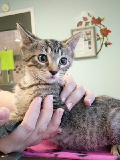 Cinnamon, Adoptable, Kitten Male Domestic Long Hair.