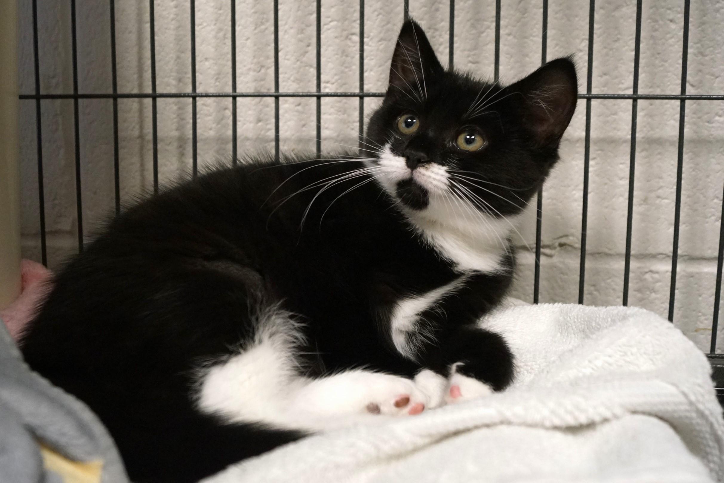 Enlarge Tuxedo Kitten 25-15, an adopted Domestic Short Hair in New Milford, CT image 2/6