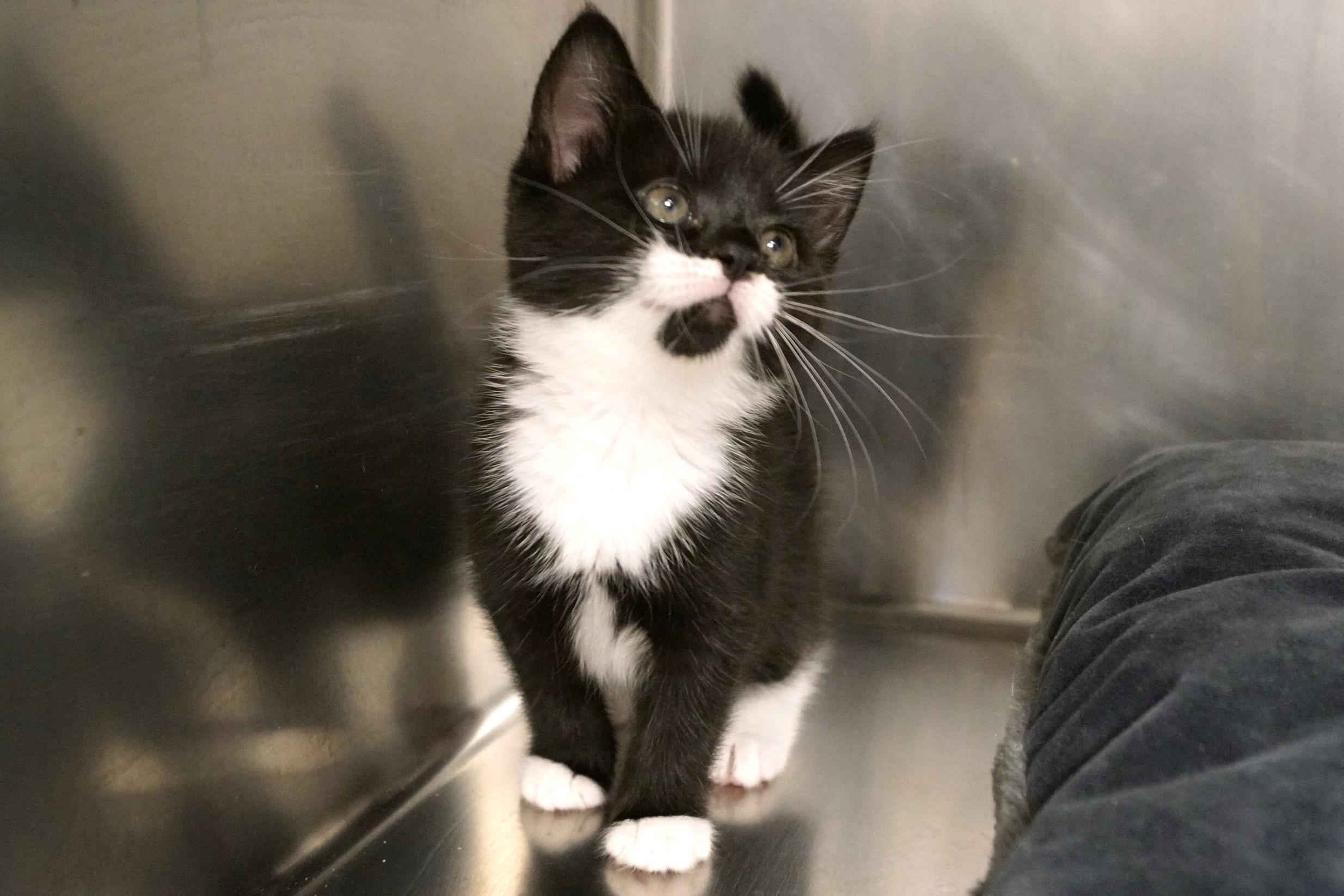 Enlarge Tuxedo Kitten 25-15, an adopted Domestic Short Hair in New Milford, CT image 6/6