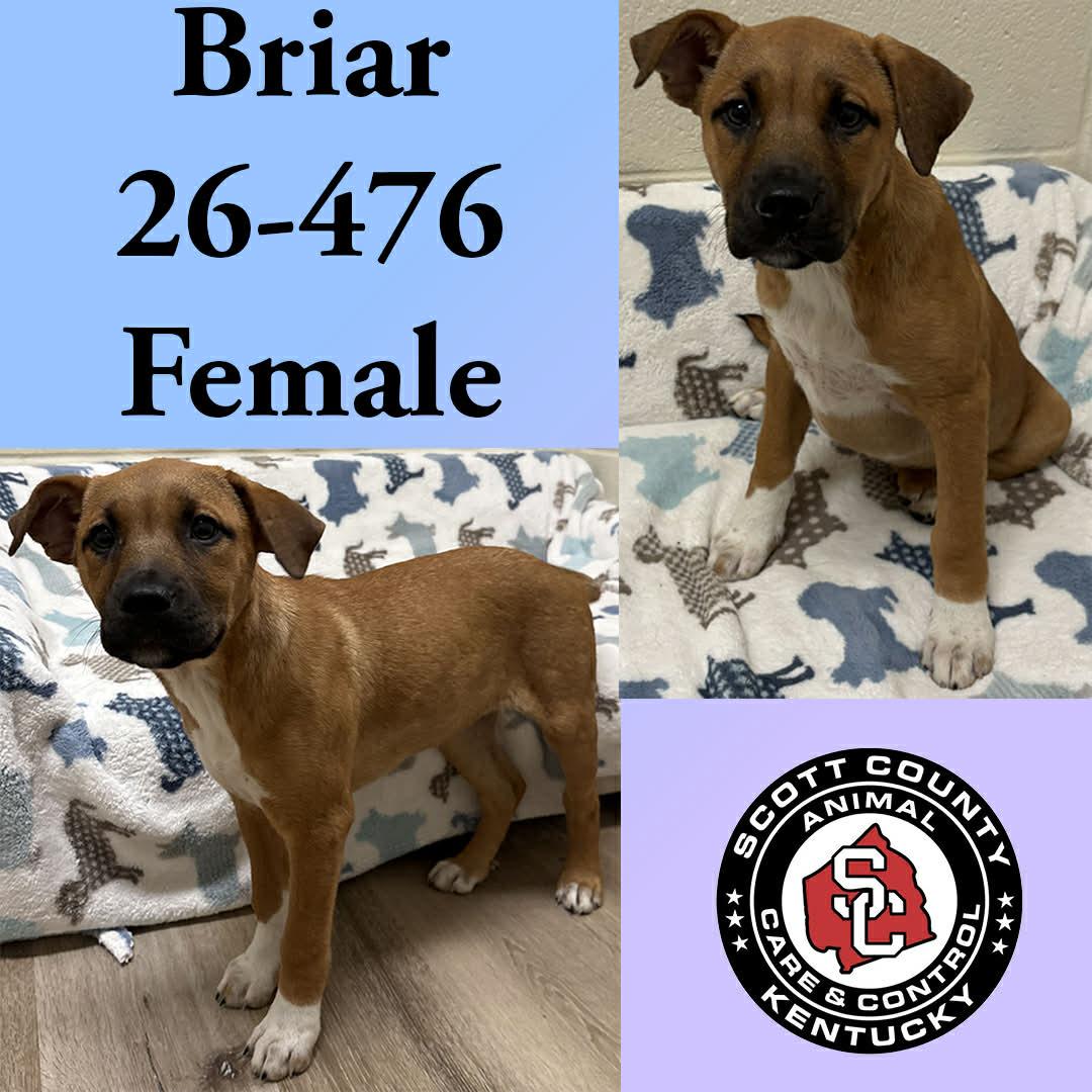 Enlarge Briar, a Adopted mixed breed in Georgetown, KY image 1/1