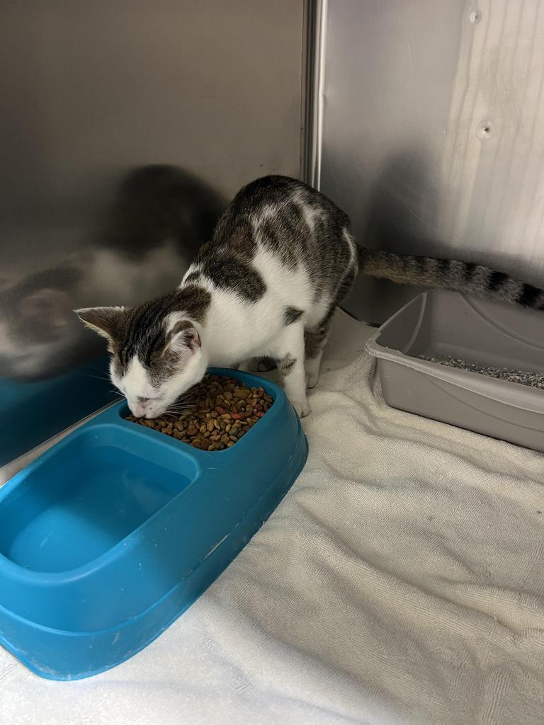 Simco, Adoptable, Young Male Domestic Short Hair.