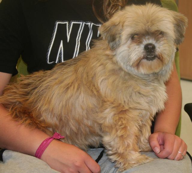 Enlarge Muffin Top, a Adopted mixed breed in Bemidji, MN image 1/1