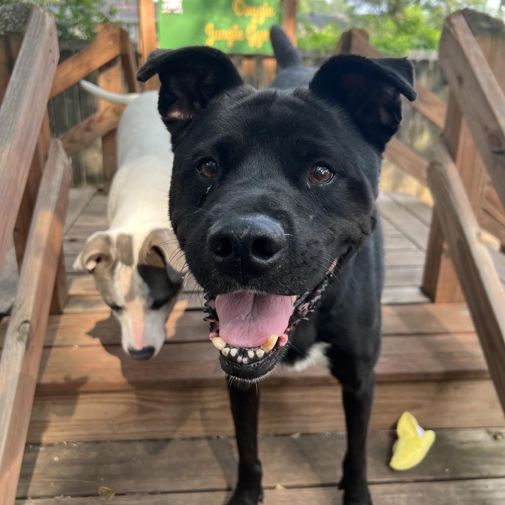 Riff Raff 2148, Adoptable, Senior Male Mixed Breed.