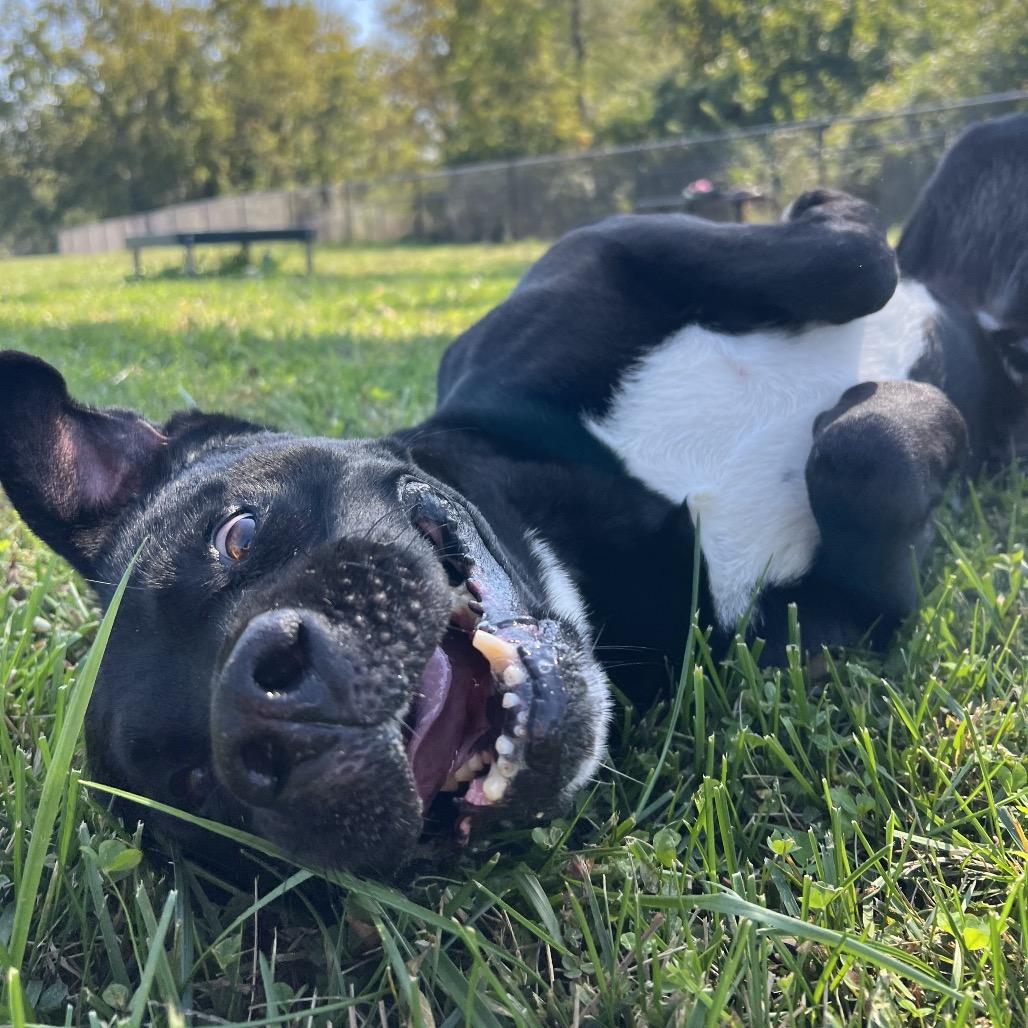 Enlarge Riff Raff 2148, a Adoptable Mixed Breed in Kansas City, MO image 2/6