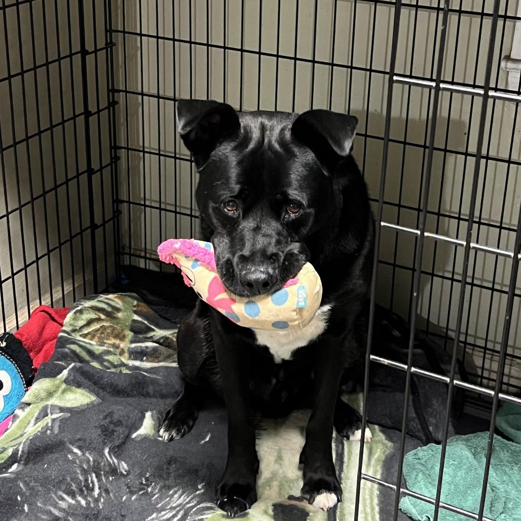 Riff Raff 2148, Adoptable, Senior Male Mixed Breed.