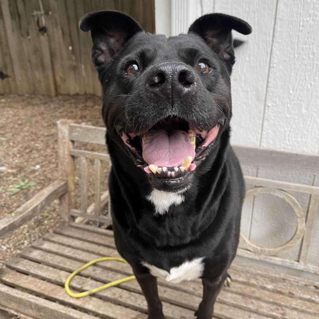 Enlarge Riff Raff 2148, a Adoptable Mixed Breed in Kansas City, MO image 1/6