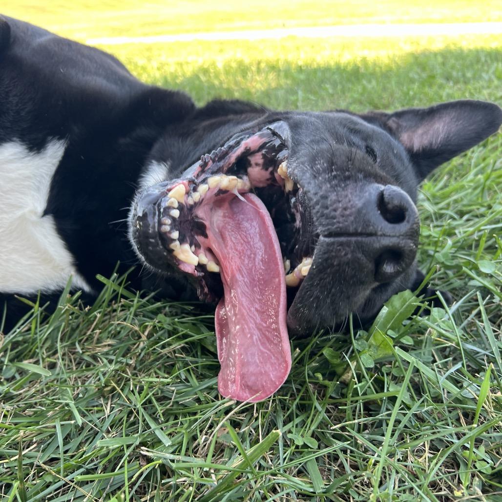 Riff Raff 2148, a Adoptable Mixed Breed in Kansas City, MO image 1/2