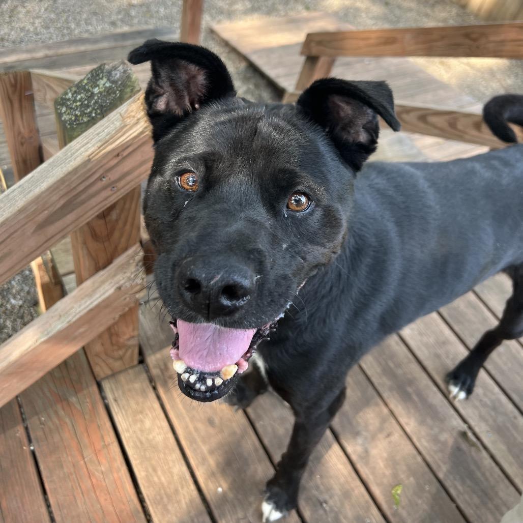 Enlarge Riff Raff 2148, a Adoptable Mixed Breed in Kansas City, MO image 3/6