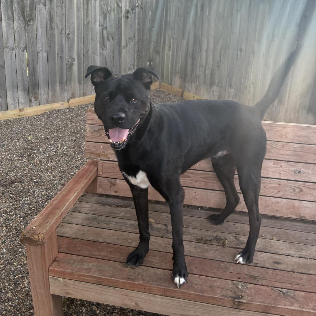 Riff Raff 2148, Adoptable, Senior Male Mixed Breed.