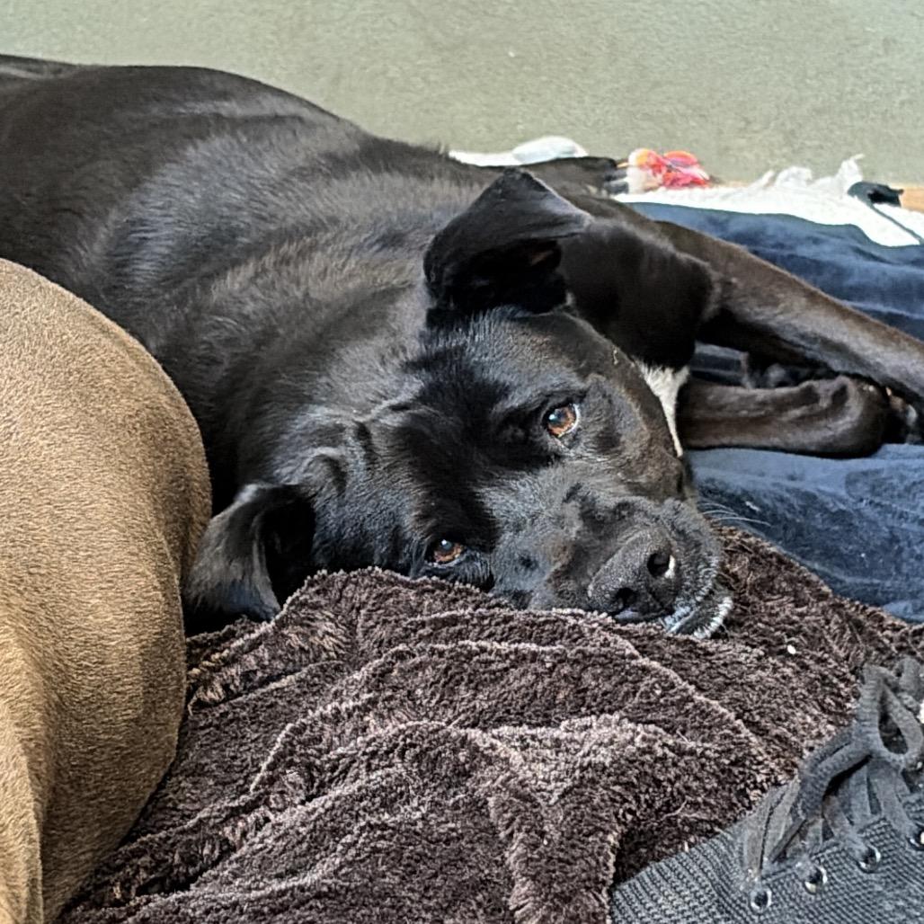 Riff Raff 2148, Adoptable, Senior Male Mixed Breed.