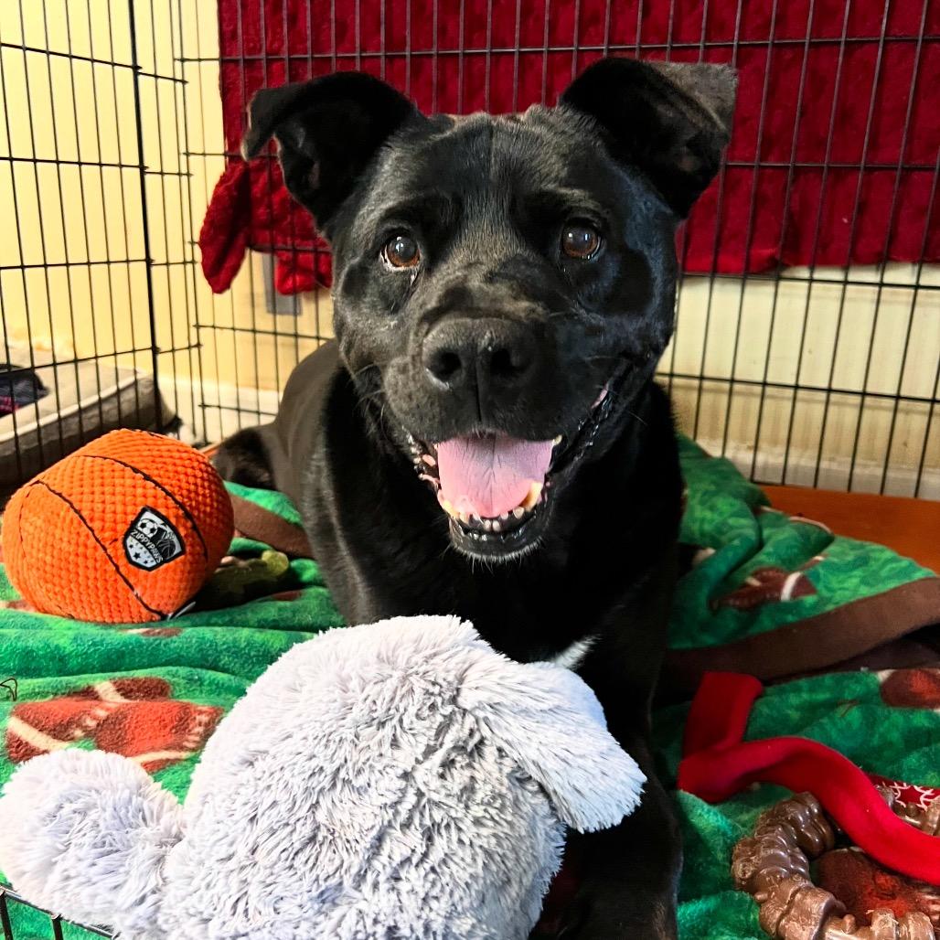 Riff Raff 2148, a Adoptable Mixed Breed in Kansas City, MO image 2/2