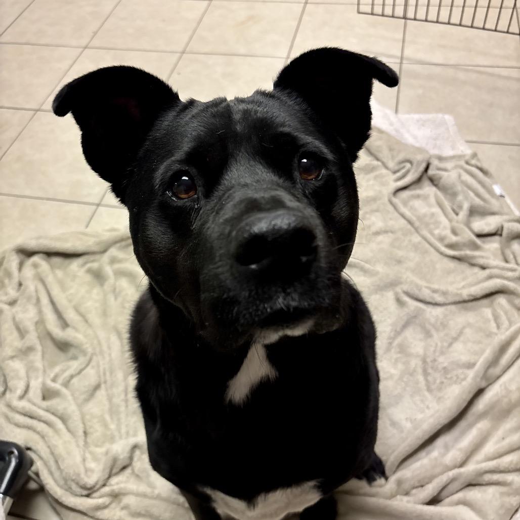 Enlarge Riff Raff 2148, a Adoptable Mixed Breed in Kansas City, MO image 1/6