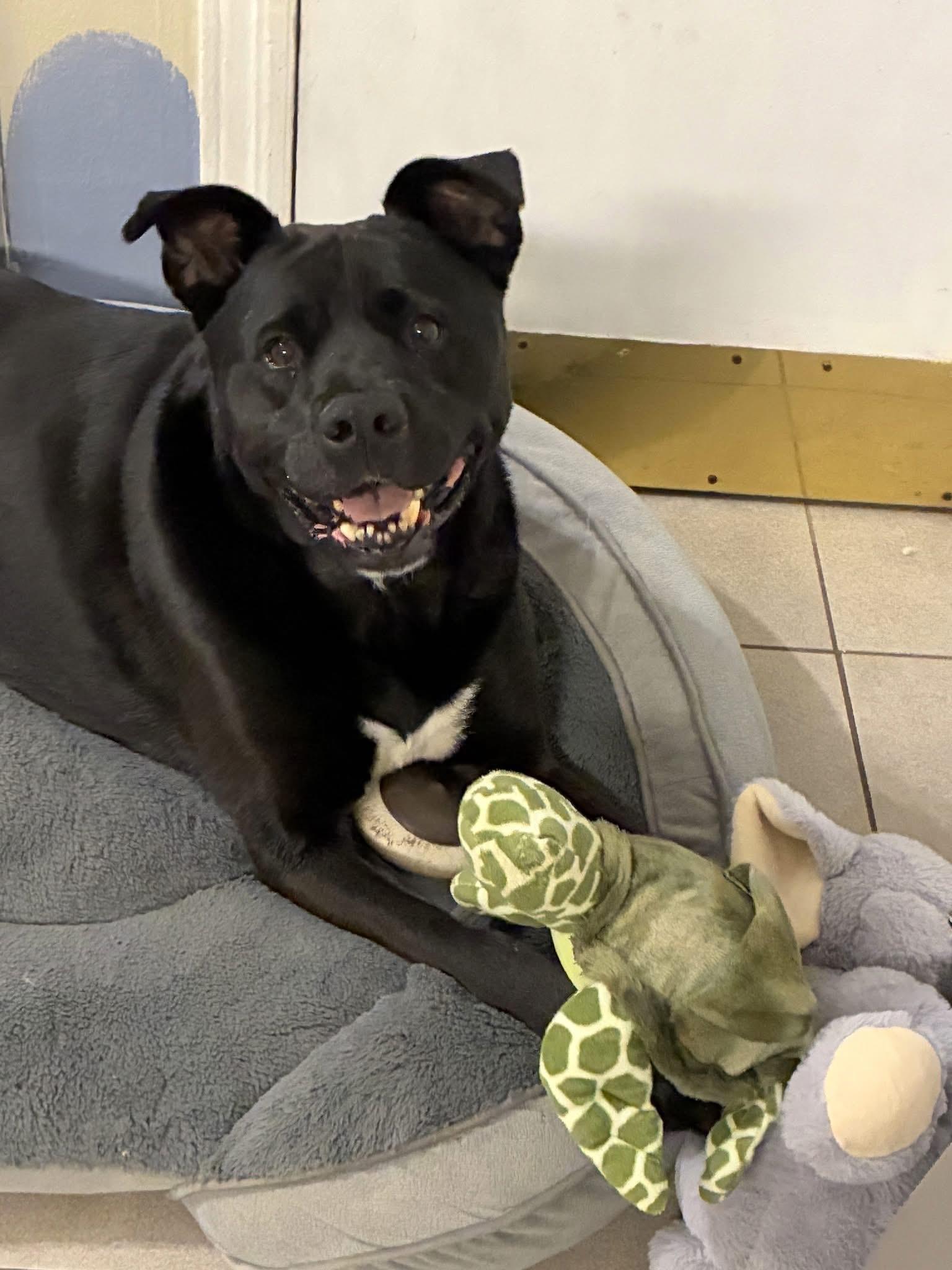 Riff Raff 2148, Adoptable, Adult Male Mixed Breed.