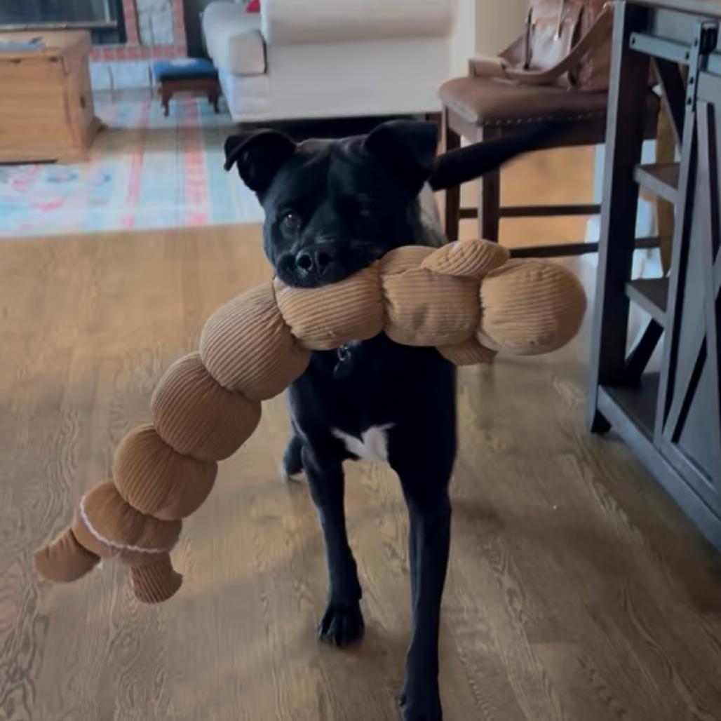 Enlarge Riff Raff 2148, a Adoptable Mixed Breed in Kansas City, MO image 6/6