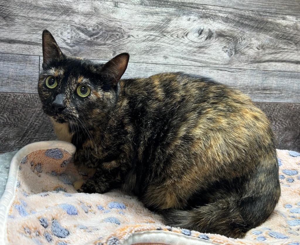 Enlarge Shadow, a Adoptable mixed breed in Washington Court House, OH image 1/1