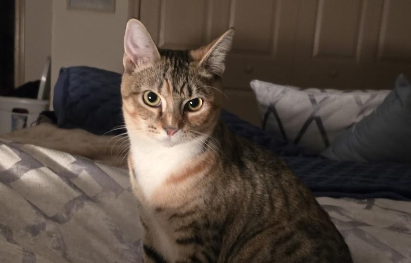 Enlarge Luna, a ADOPTABLE mixed breed in Mayfield, NY image 3/5