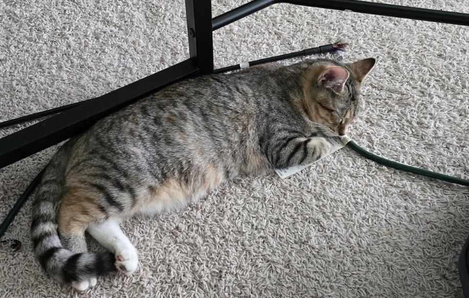 Enlarge Luna, a ADOPTABLE mixed breed in Mayfield, NY image 2/5