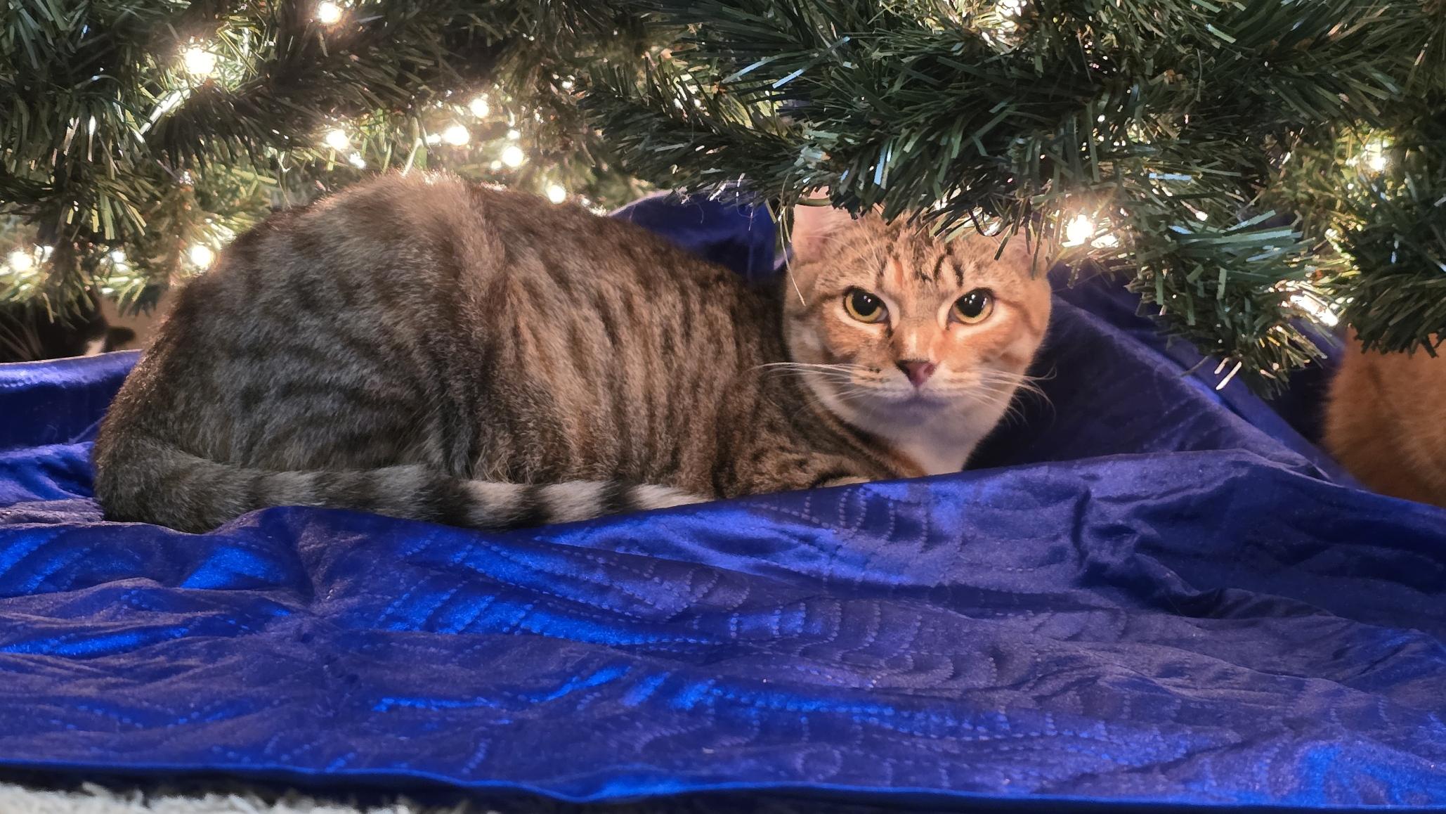 Luna, ADOPTABLE, Kitten Female Domestic Short Hair.