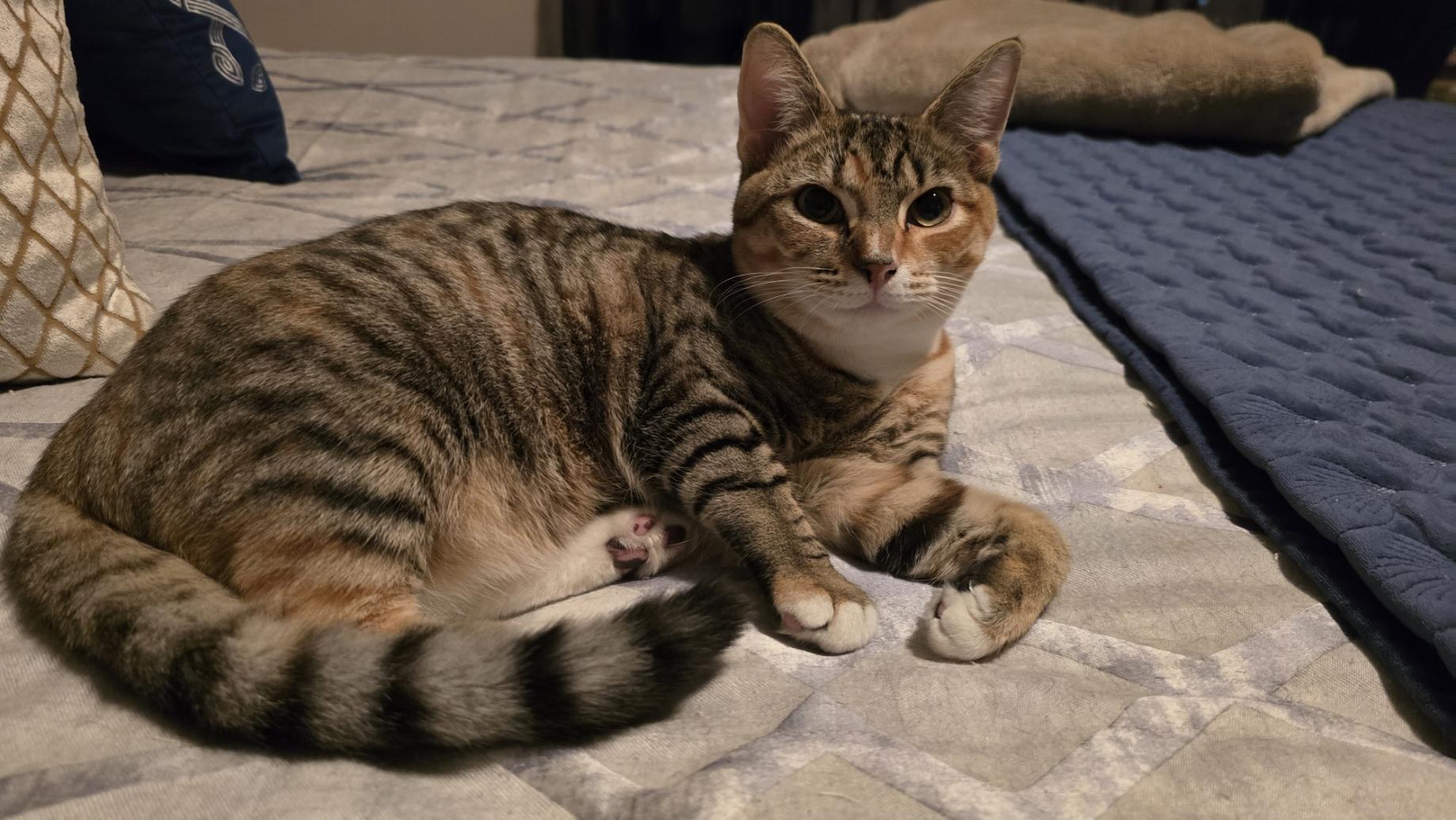 Enlarge Luna, a ADOPTABLE mixed breed in Mayfield, NY image 4/5