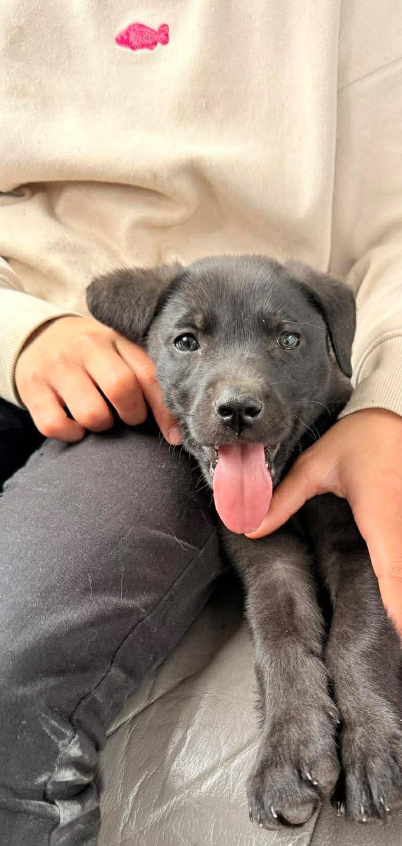 Pilot, Adoptable, Puppy Male Labrador Retriever.