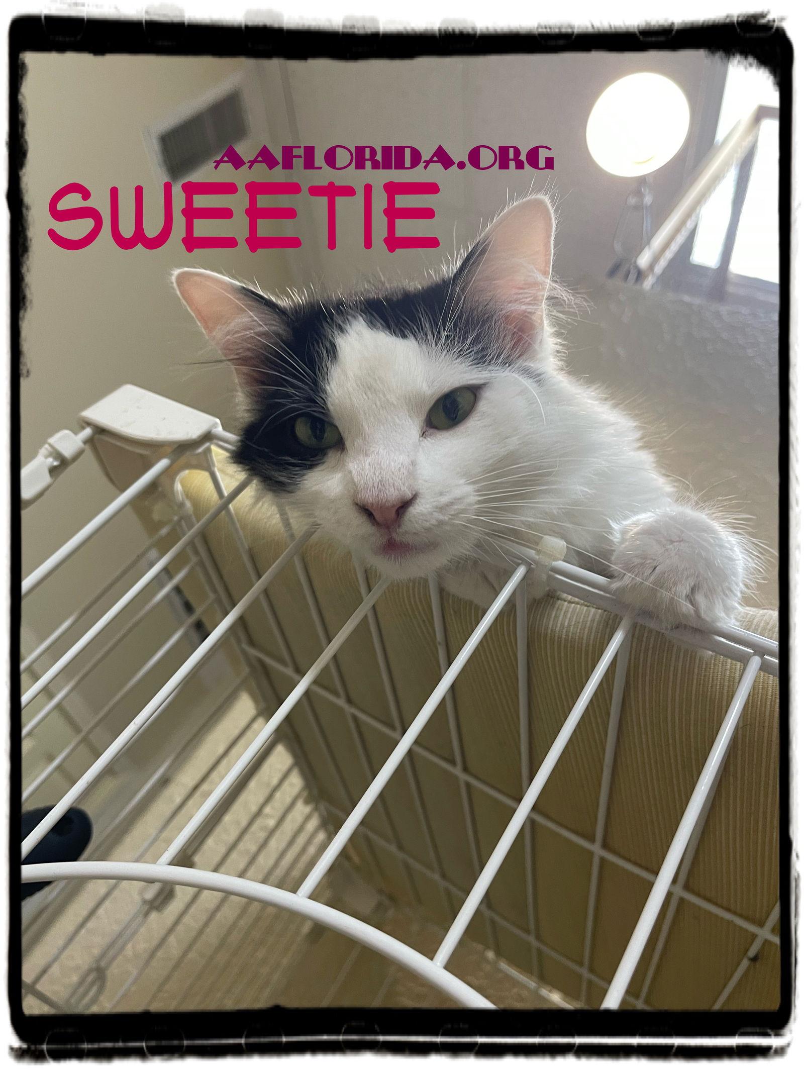 Enlarge Sweetie *Cyd, a Adoptable mixed breed in Pensacola, FL image 1/3
