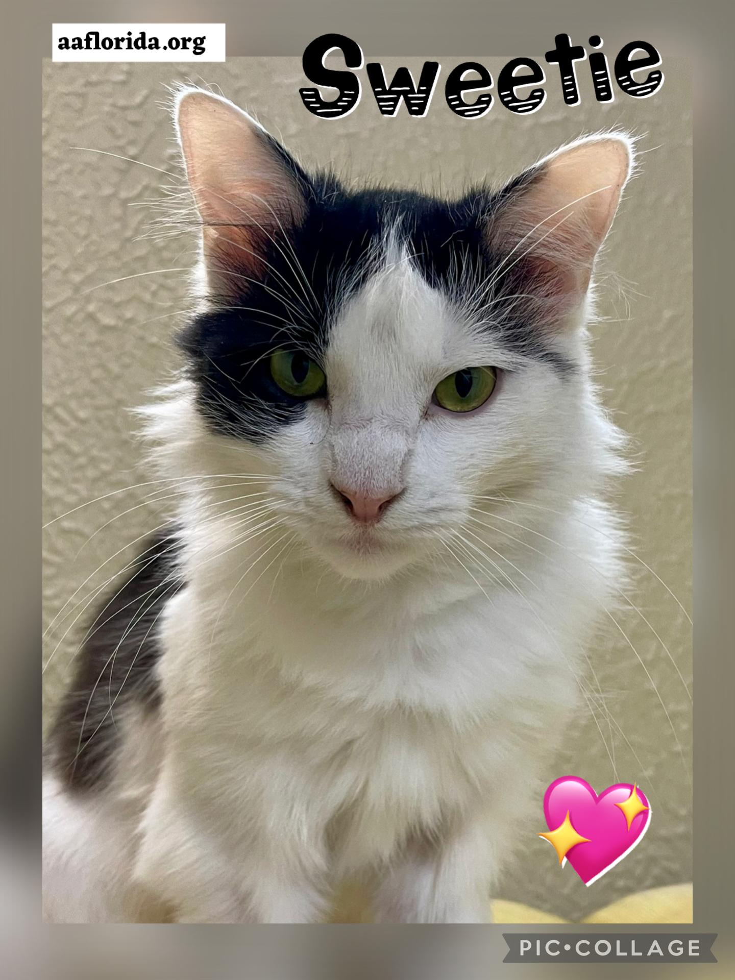 Enlarge Sweetie *Cyd, a Adoptable mixed breed in Pensacola, FL image 2/3