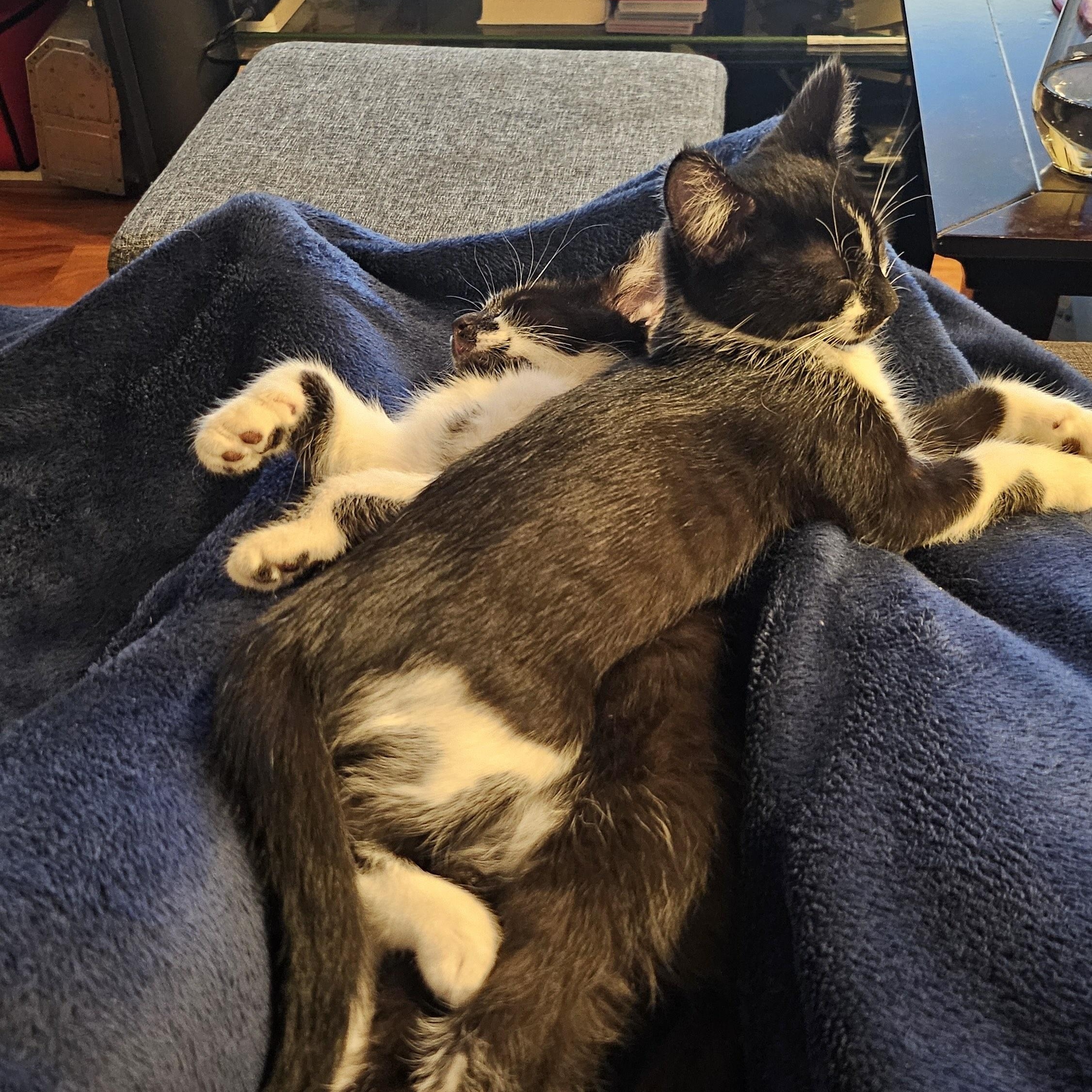 Saffron & Smudge, Adoptable, Kitten Male Domestic Short Hair.