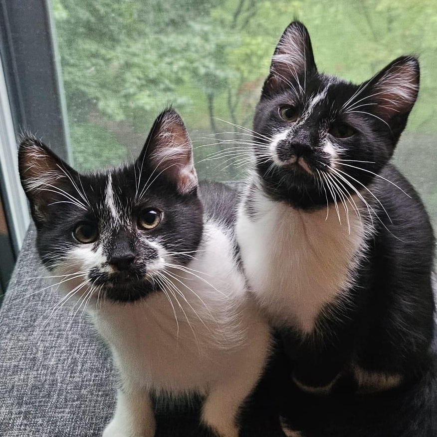Enlarge Saffron & Smudge, a Adoptable Domestic Short Hair in Toronto, ON image 2/6