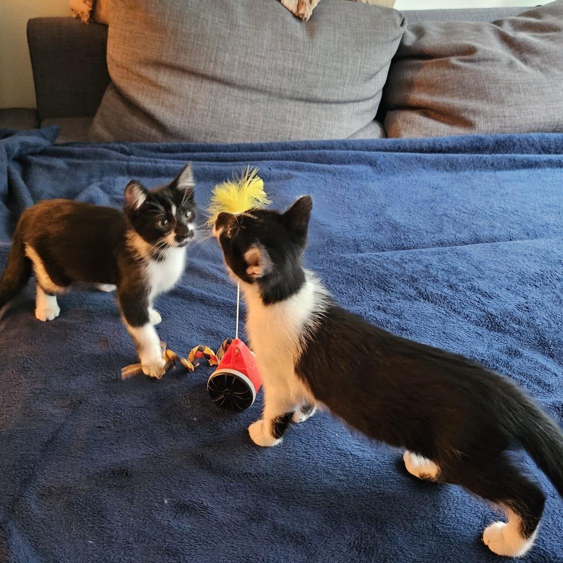 Enlarge Saffron & Smudge, a Adoptable Domestic Short Hair in Toronto, ON image 4/6