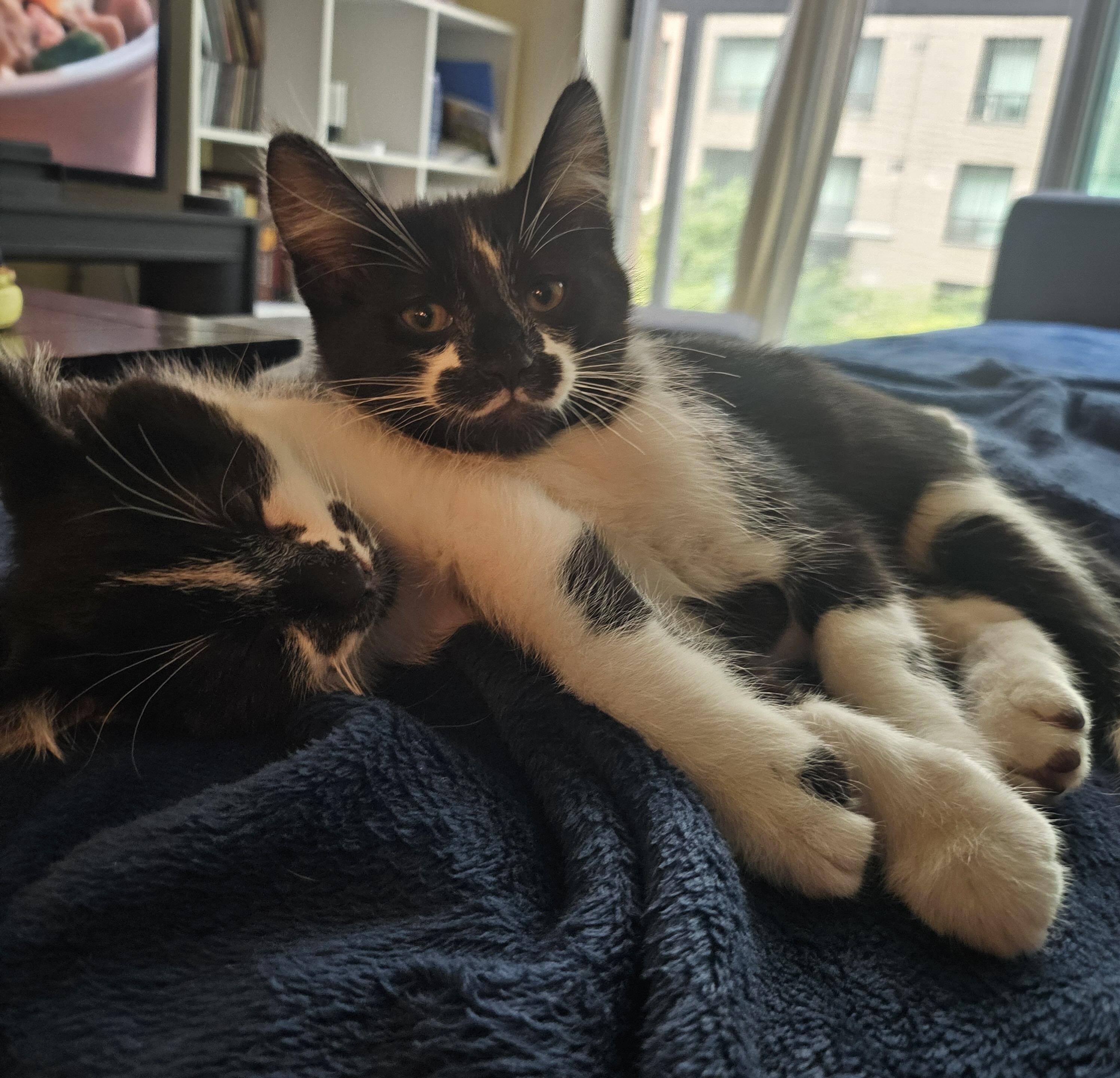 Enlarge Saffron & Smudge, a Adoptable Domestic Short Hair in Toronto, ON image 3/6