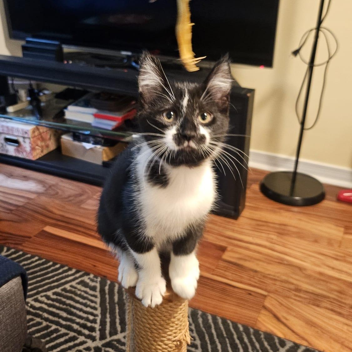 Enlarge Saffron & Smudge, a Adoptable Domestic Short Hair in Toronto, ON image 5/6