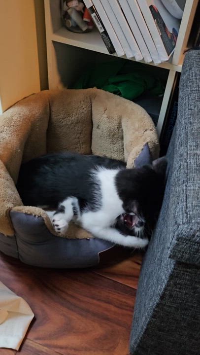 Enlarge Saffron & Smudge, a Adoptable Domestic Short Hair in Toronto, ON video 6/6